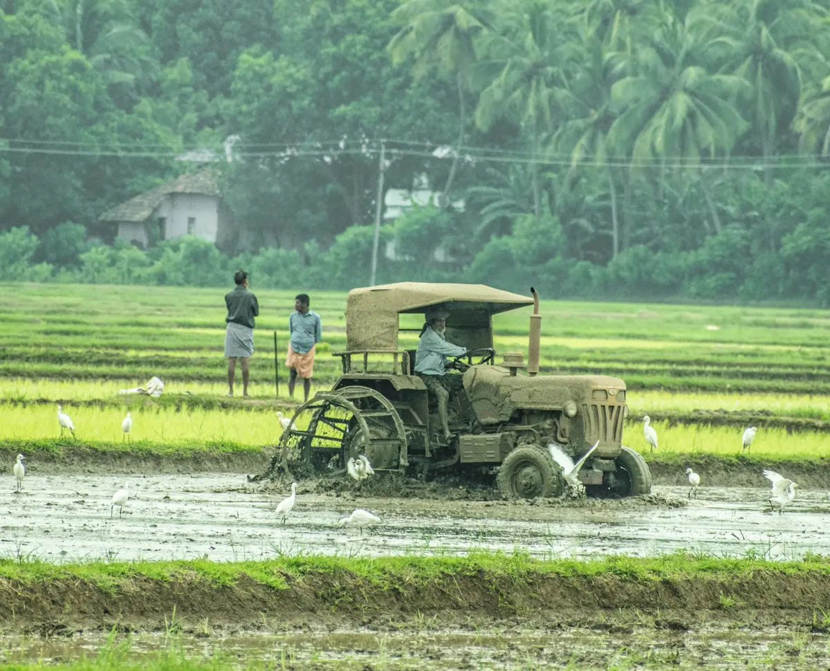 Ploughing a paddy field